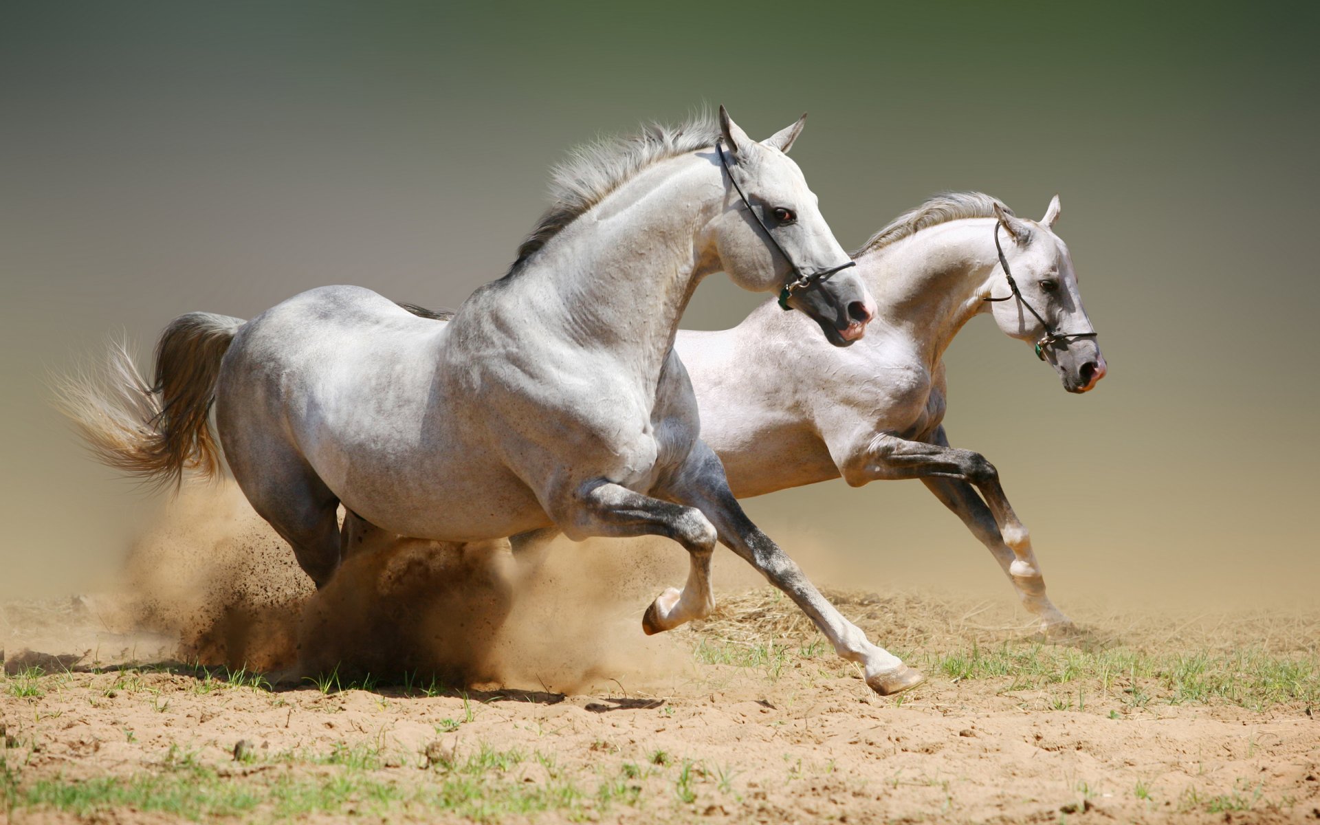 caballos polvo momento