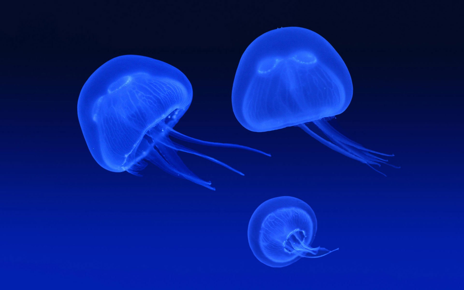 medusas resplandor azul