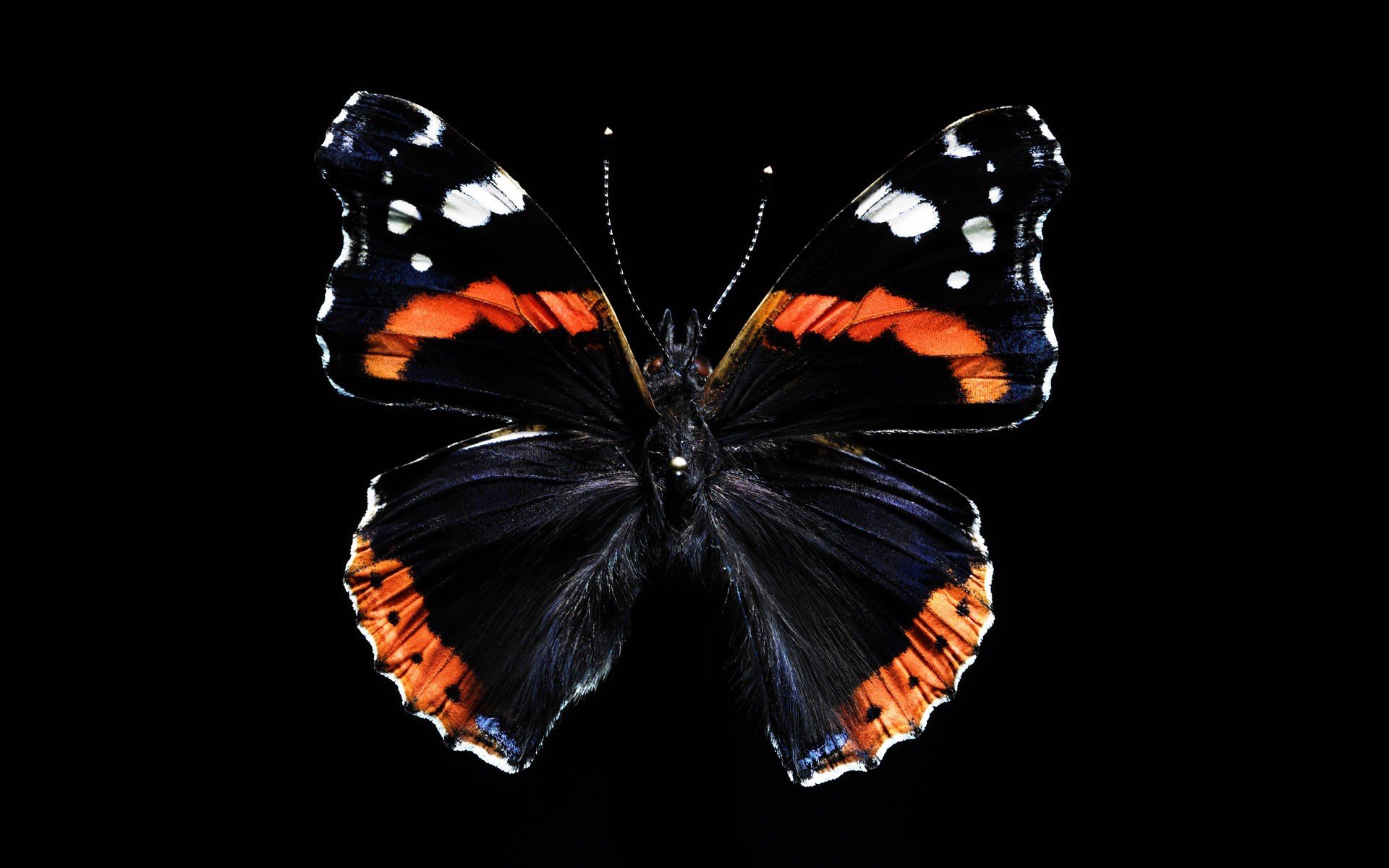 papillon beauté ailes