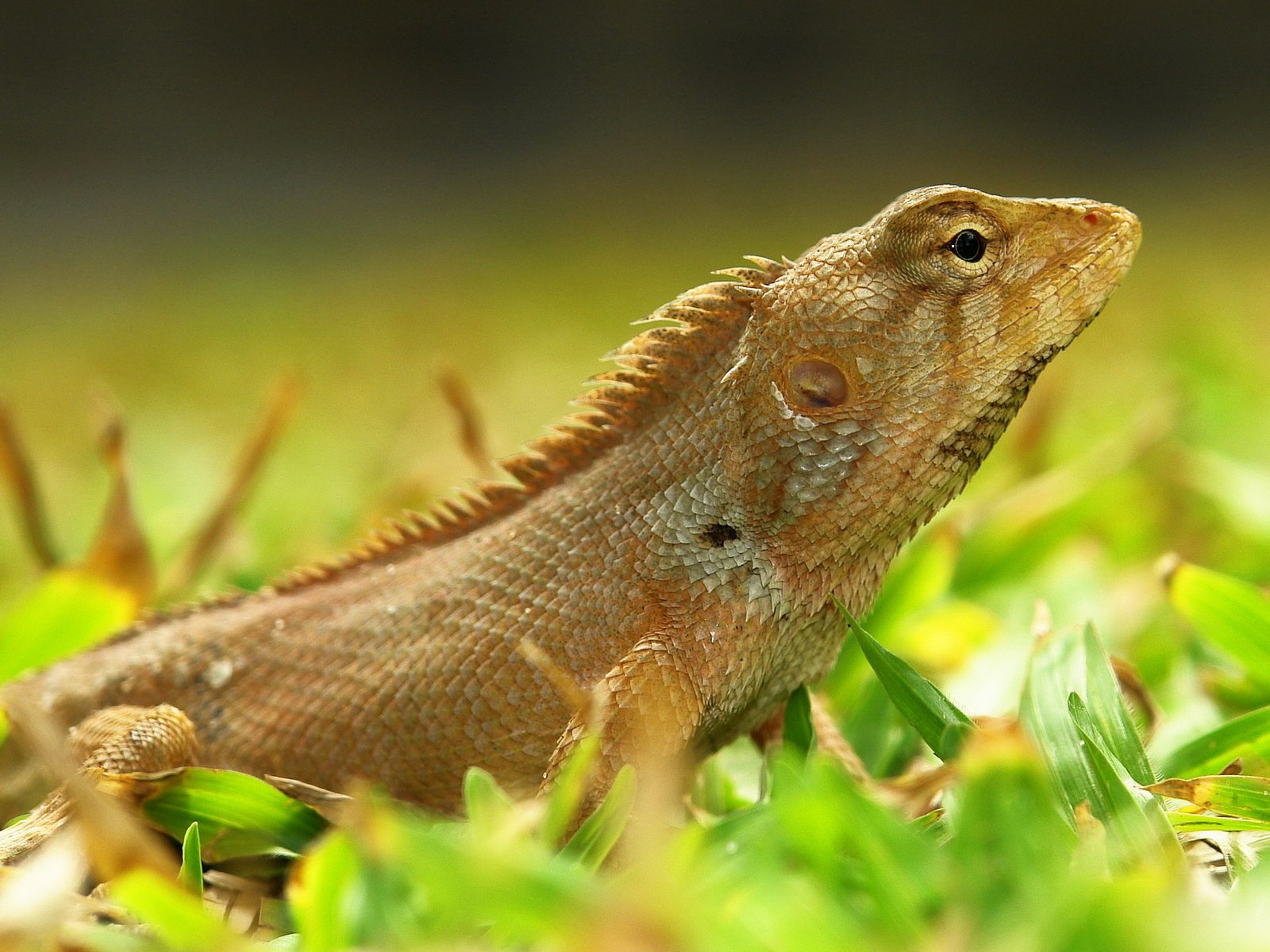 lézard herbe yeux joliment