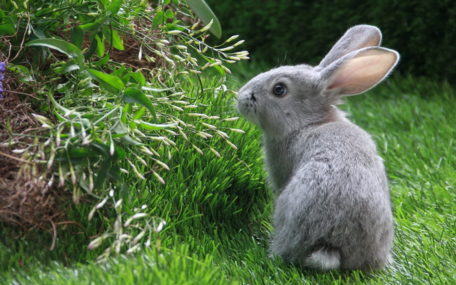 lièvre gris reniflant