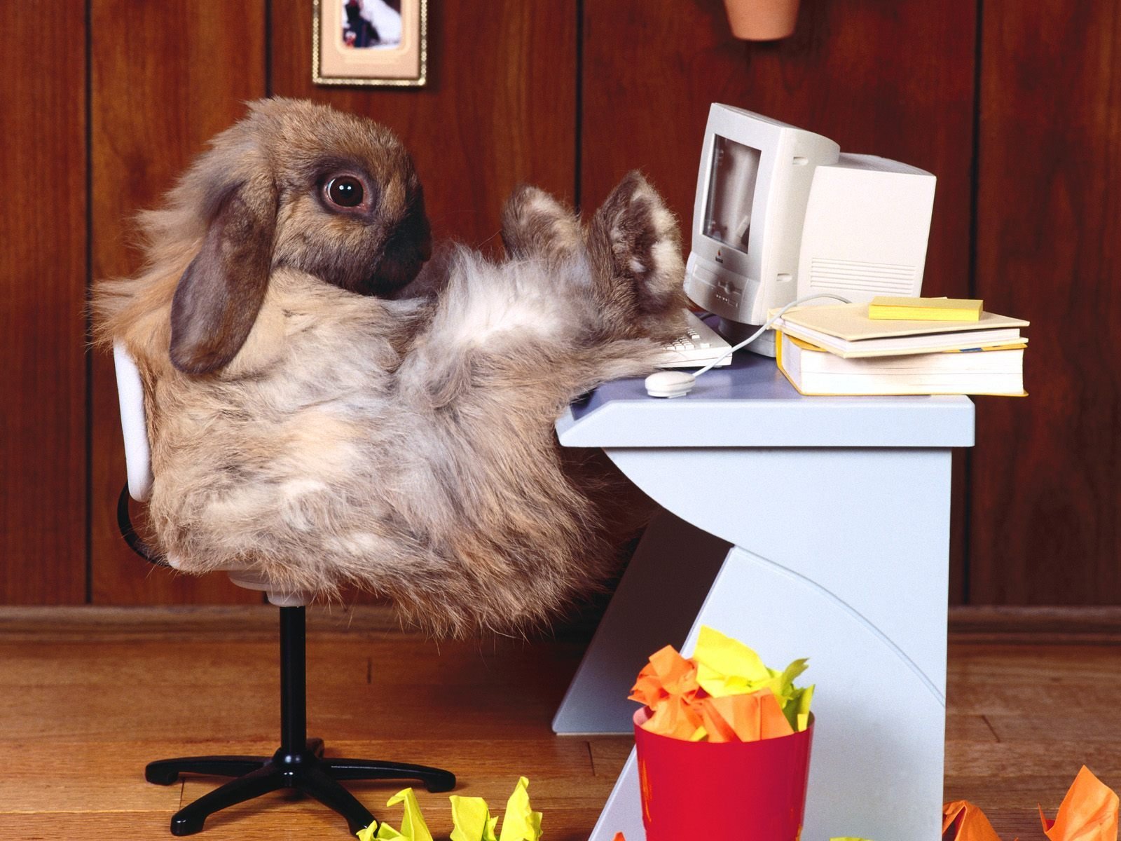 lapin lieu de travail ordinateur bureau