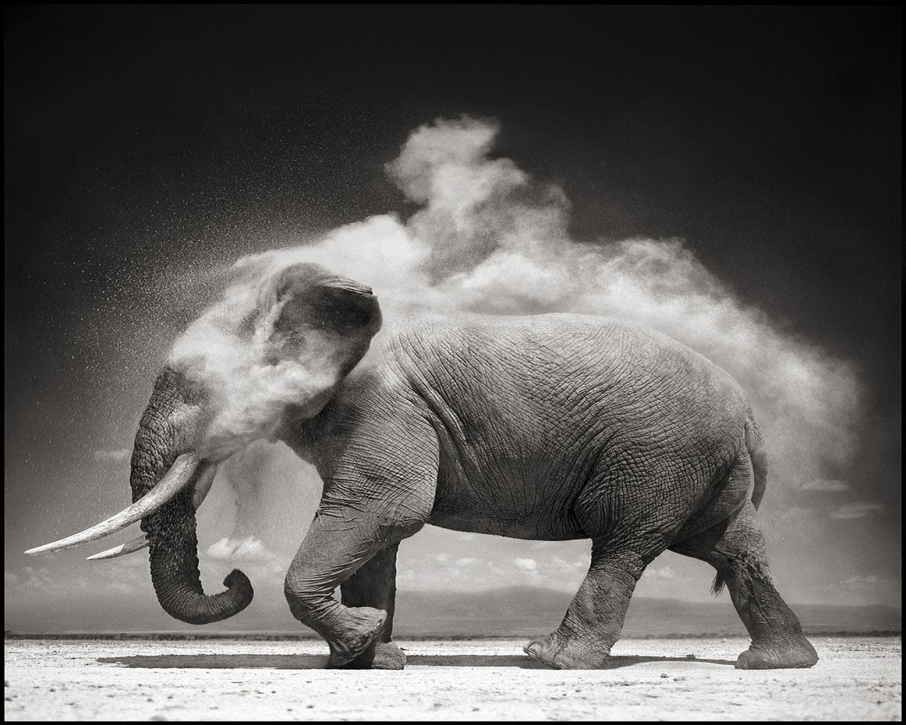 elephant dust b / w