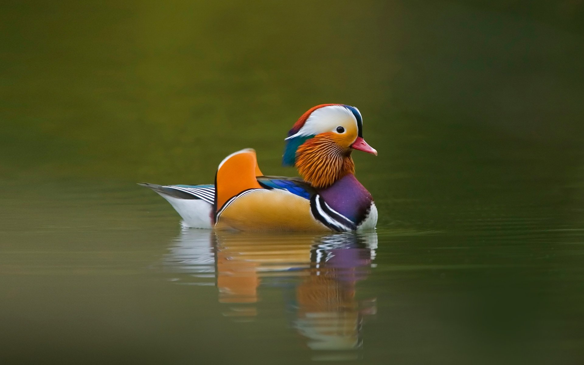 canard nage oiseau