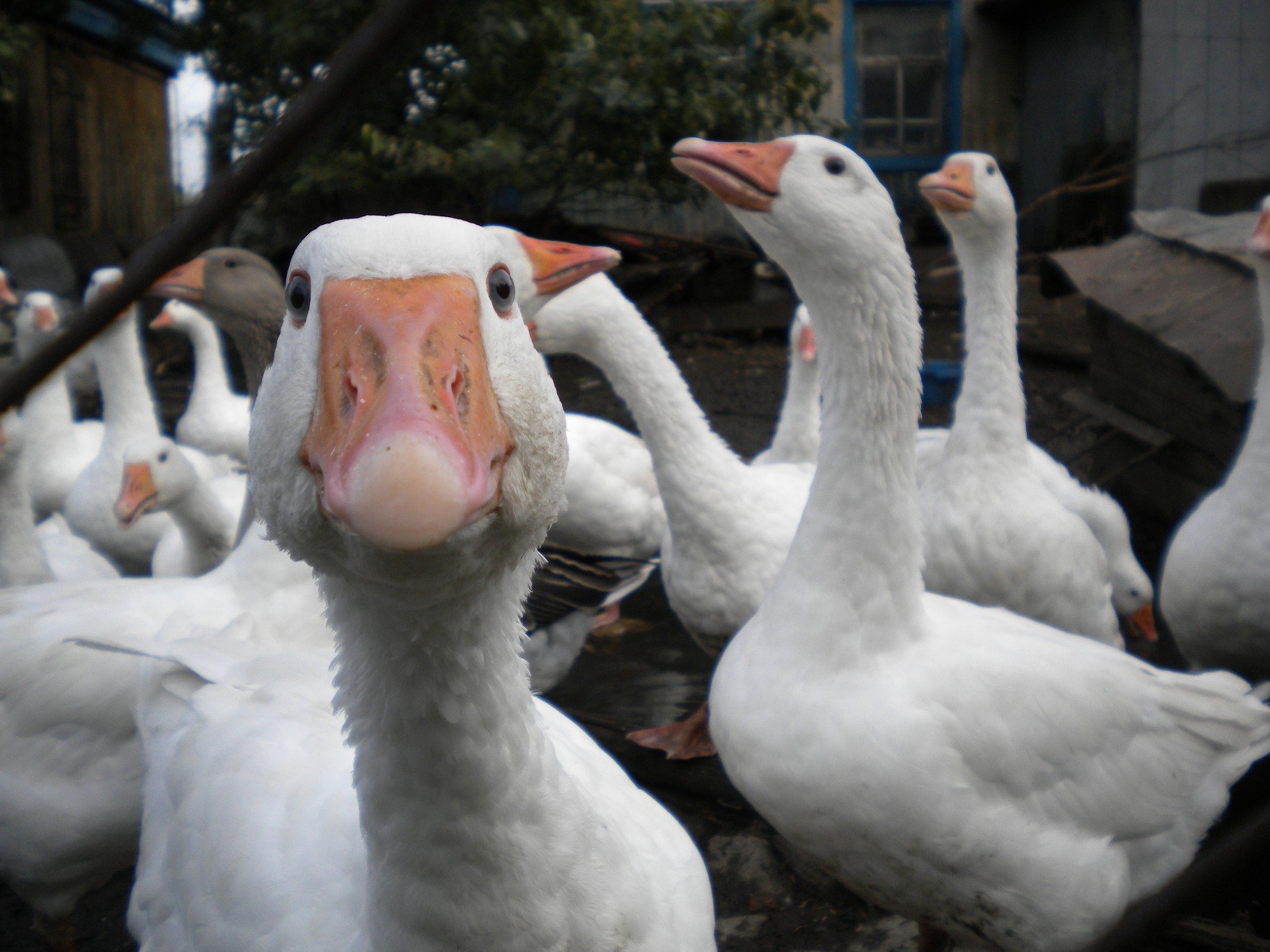 wallpaper geese interesting white