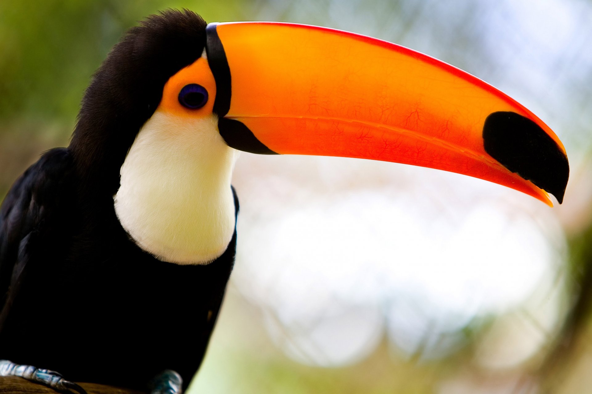 uccello tucano becco bellezza