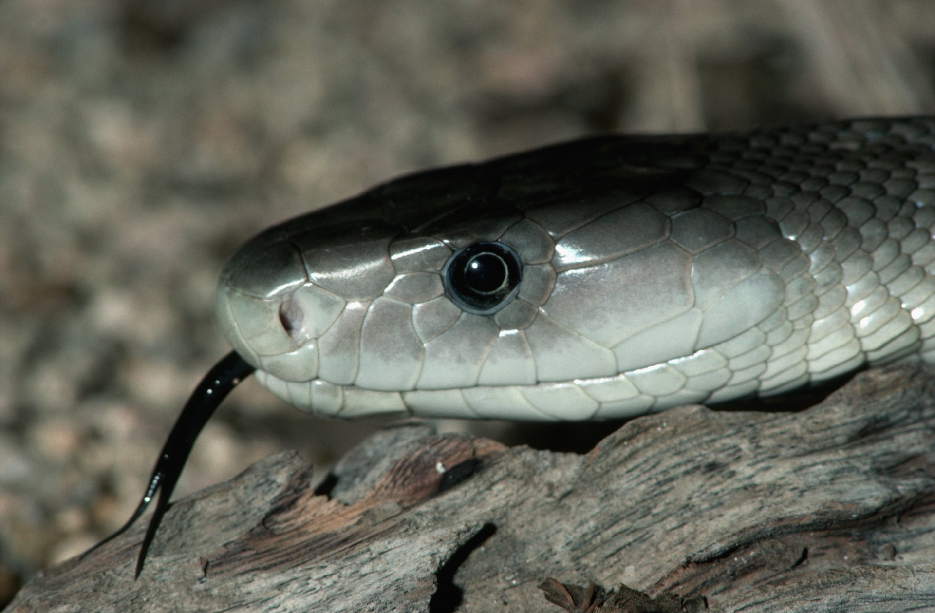 serpente grigio lingua nera occhi pietre