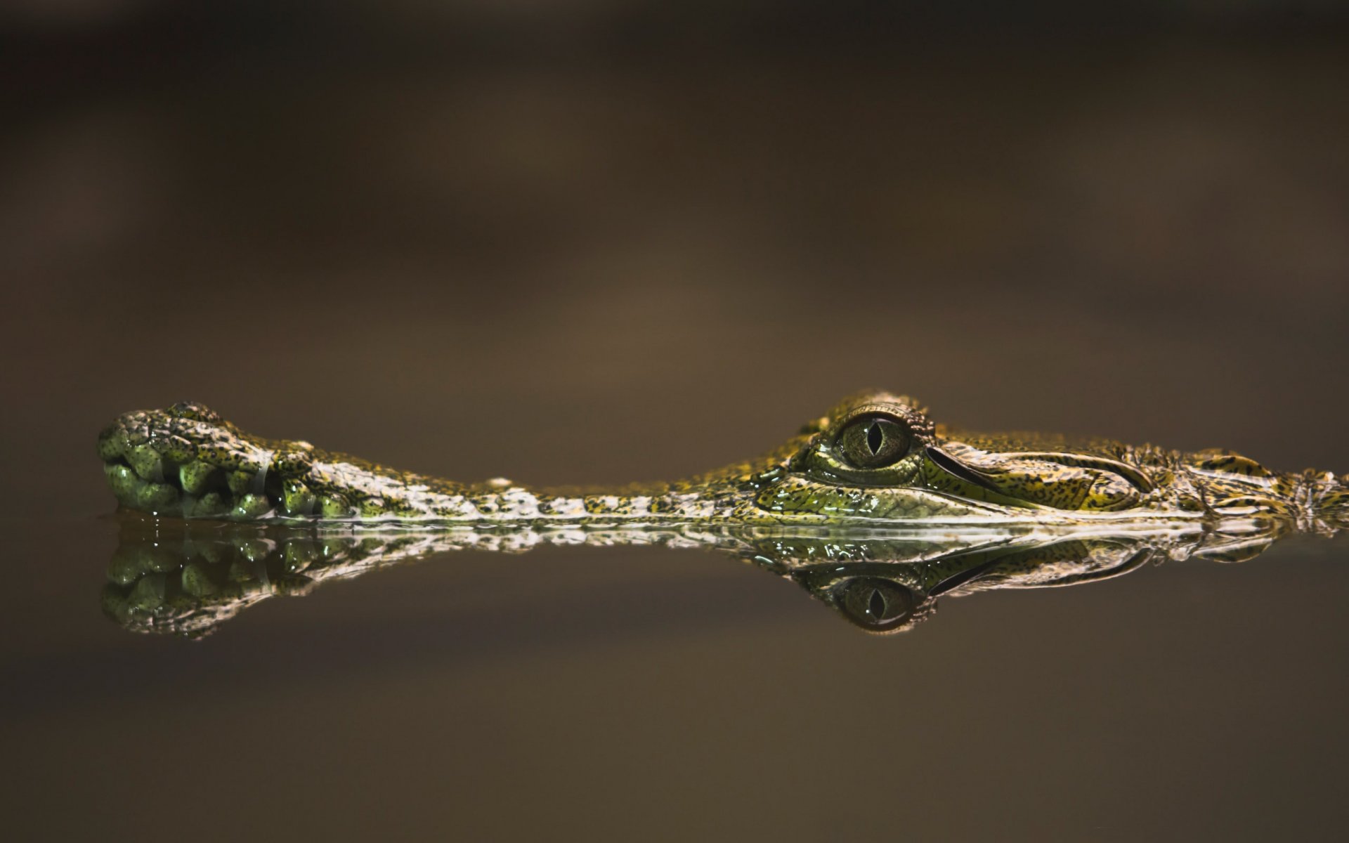 krokodil wasser nasenlöcher und augen