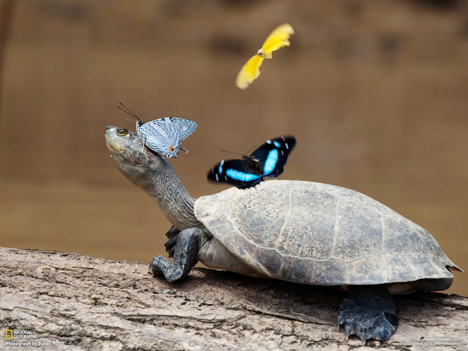 tortuga mariposas patas cuello