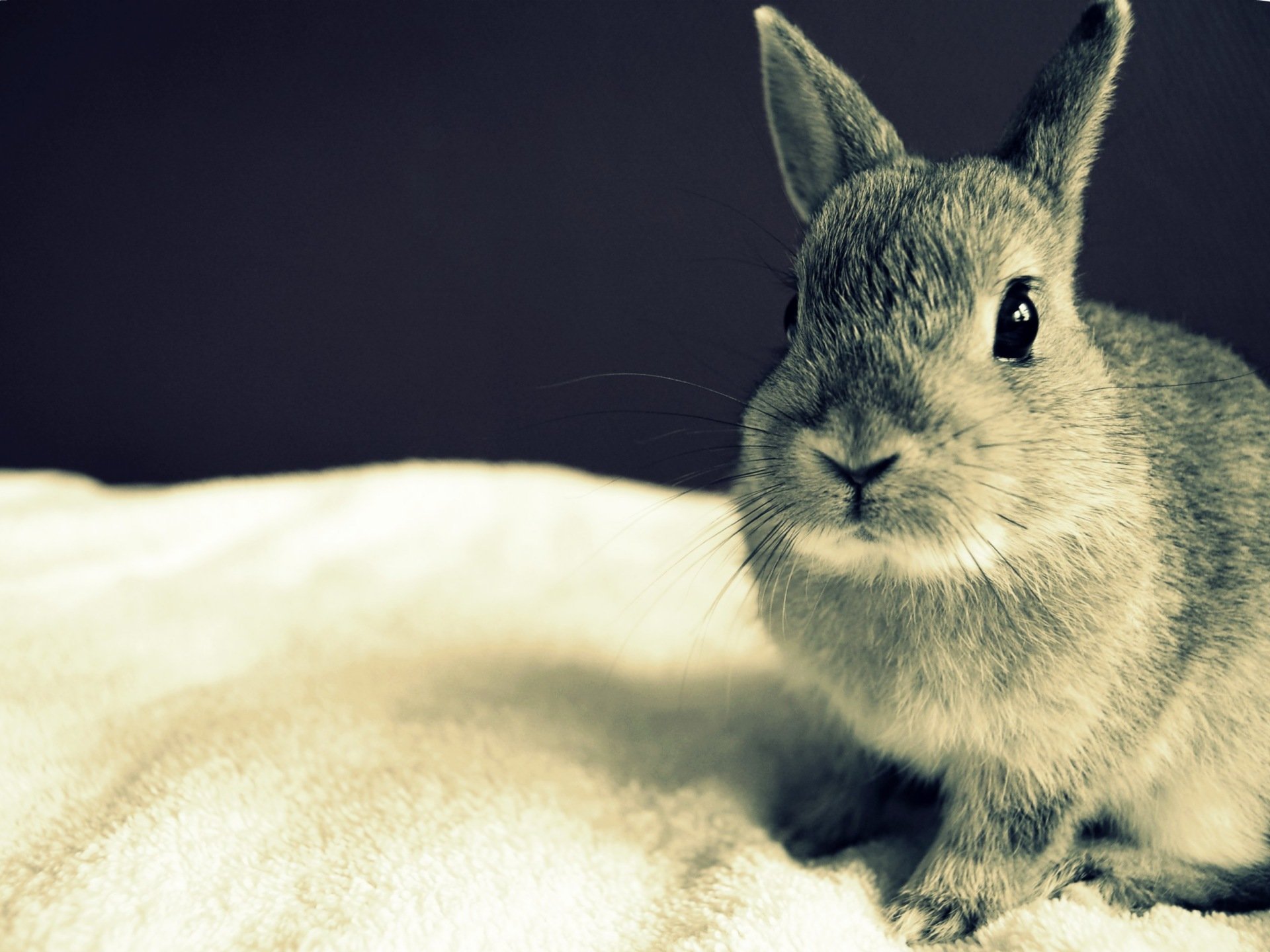 lapin yeux oreilles gris