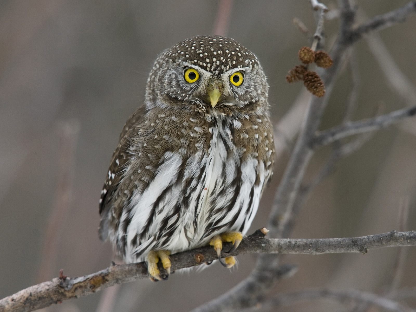 owl cone eye