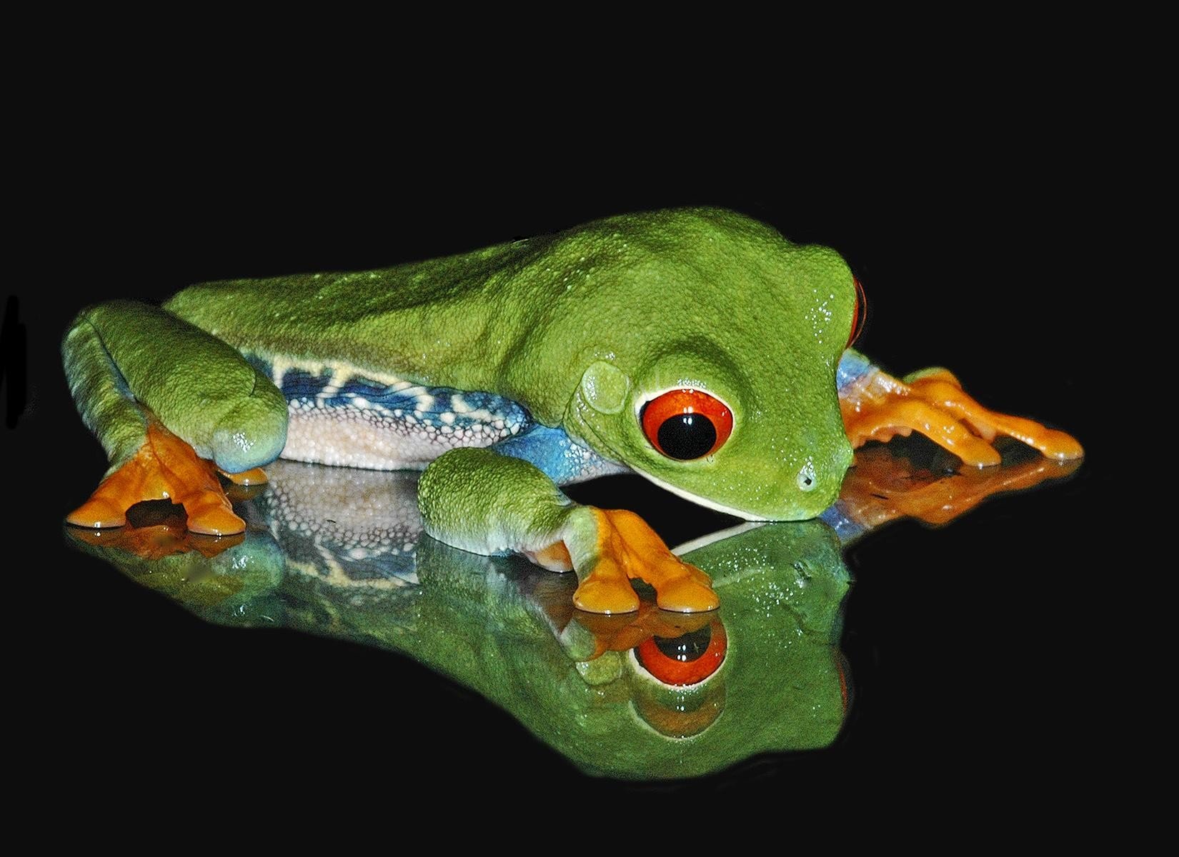 frog green black reflection