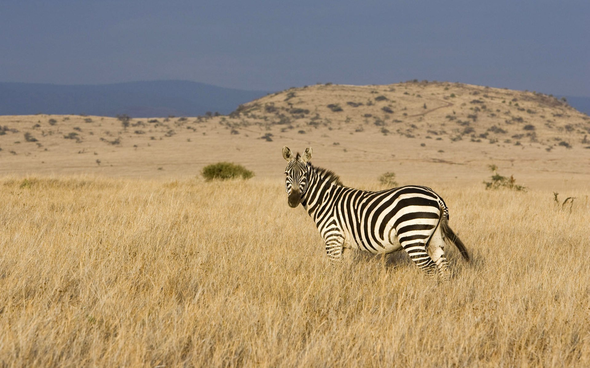 zebra steppa valle