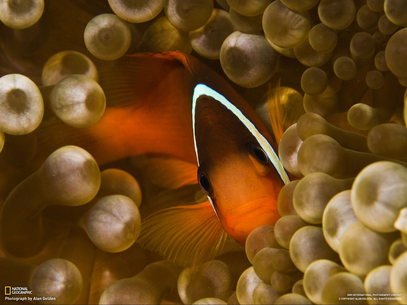 fish anemone view