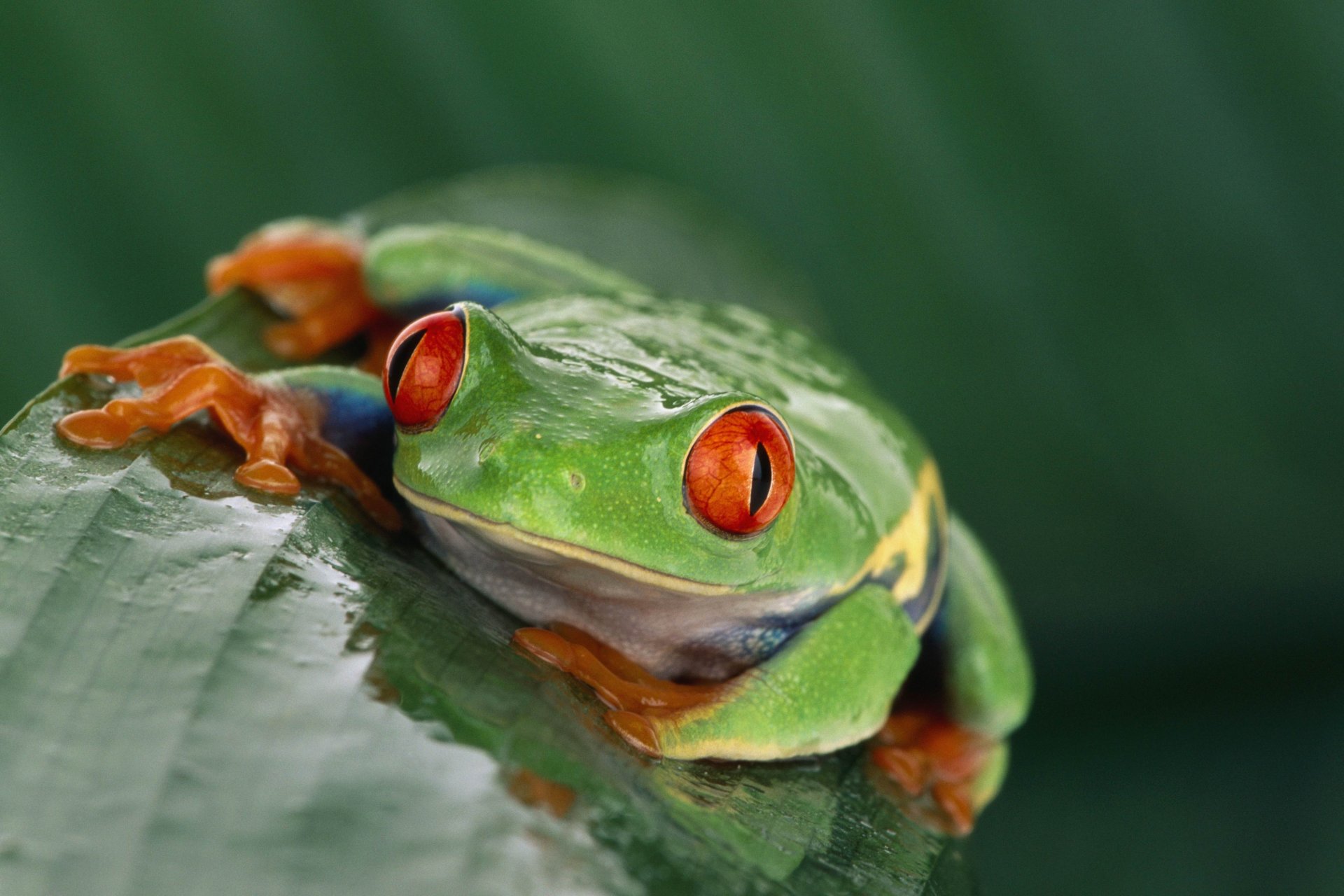 grenouille exotique yeux rouges