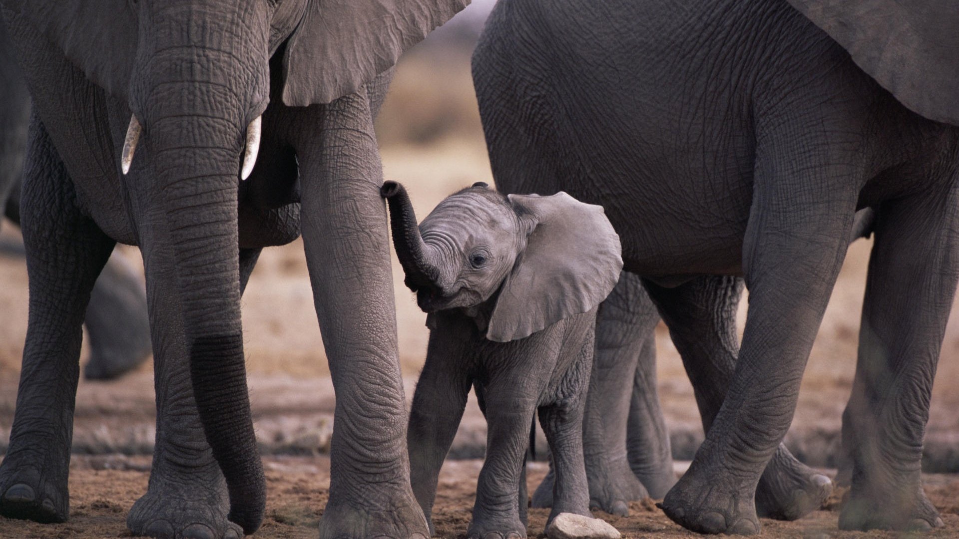 animaux éléphants nature maman enfant animaux