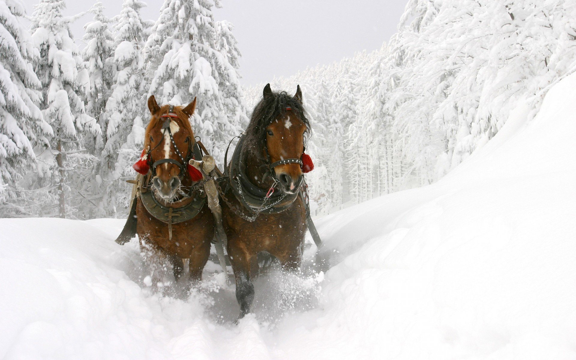 trineo de invierno invierno trineo hermoso caballos nieve árboles profundo derivas