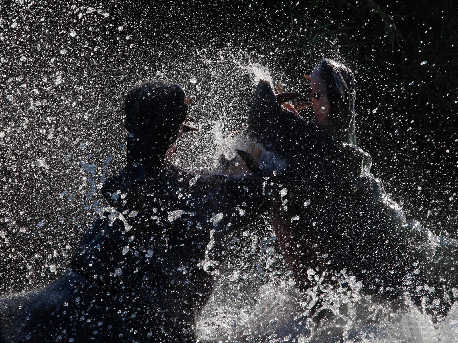 hippopotames eau éclaboussures