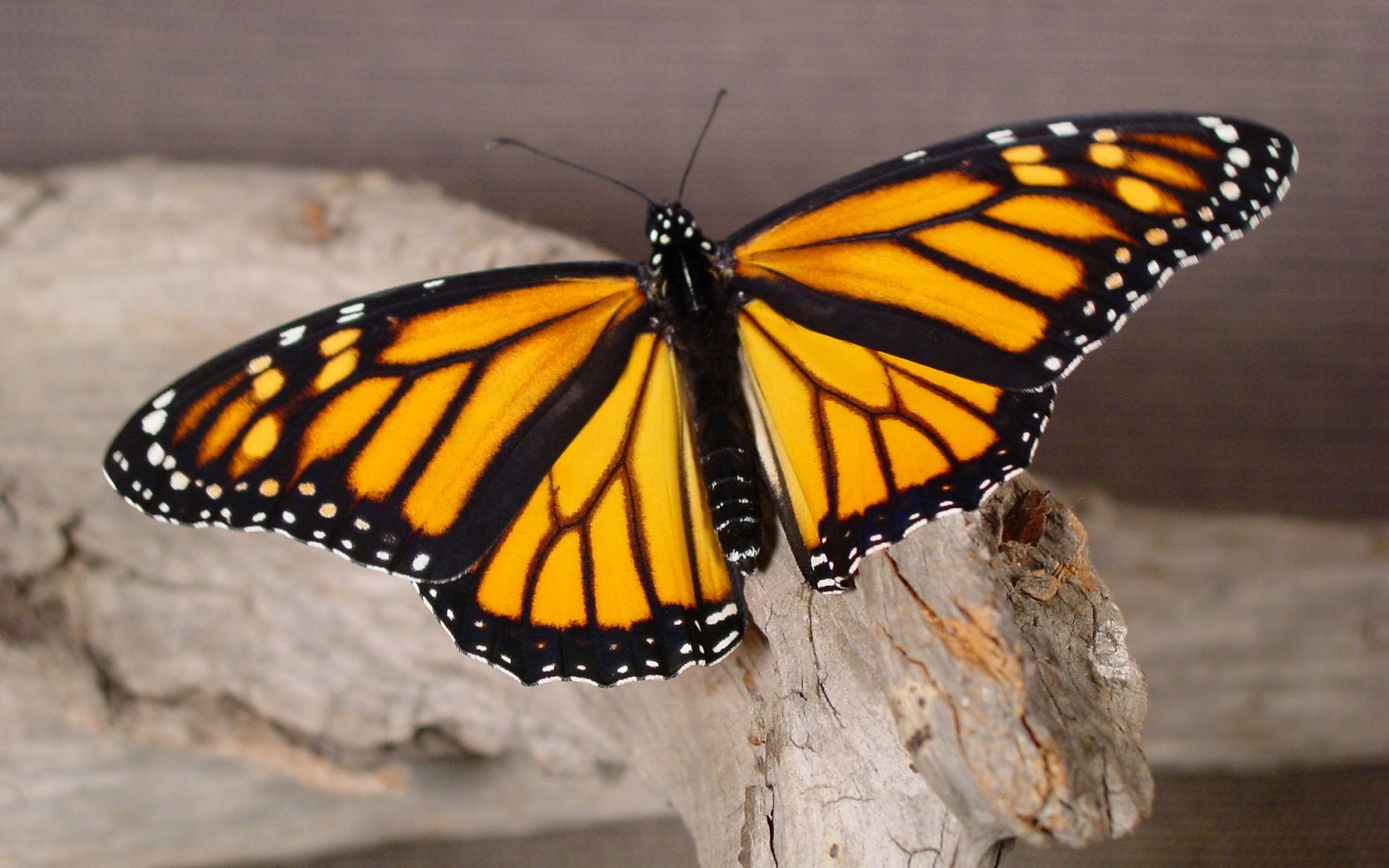 papillon gros plan arbre