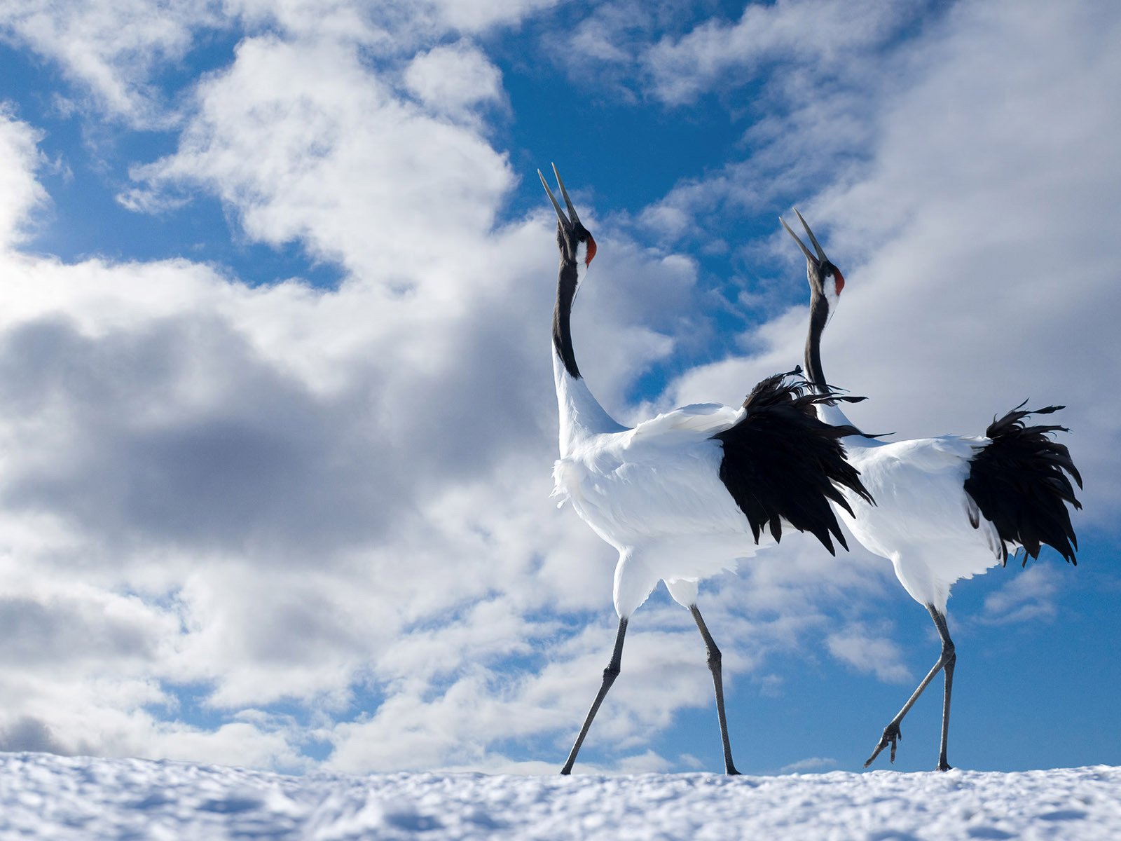 birds long beak neck feet