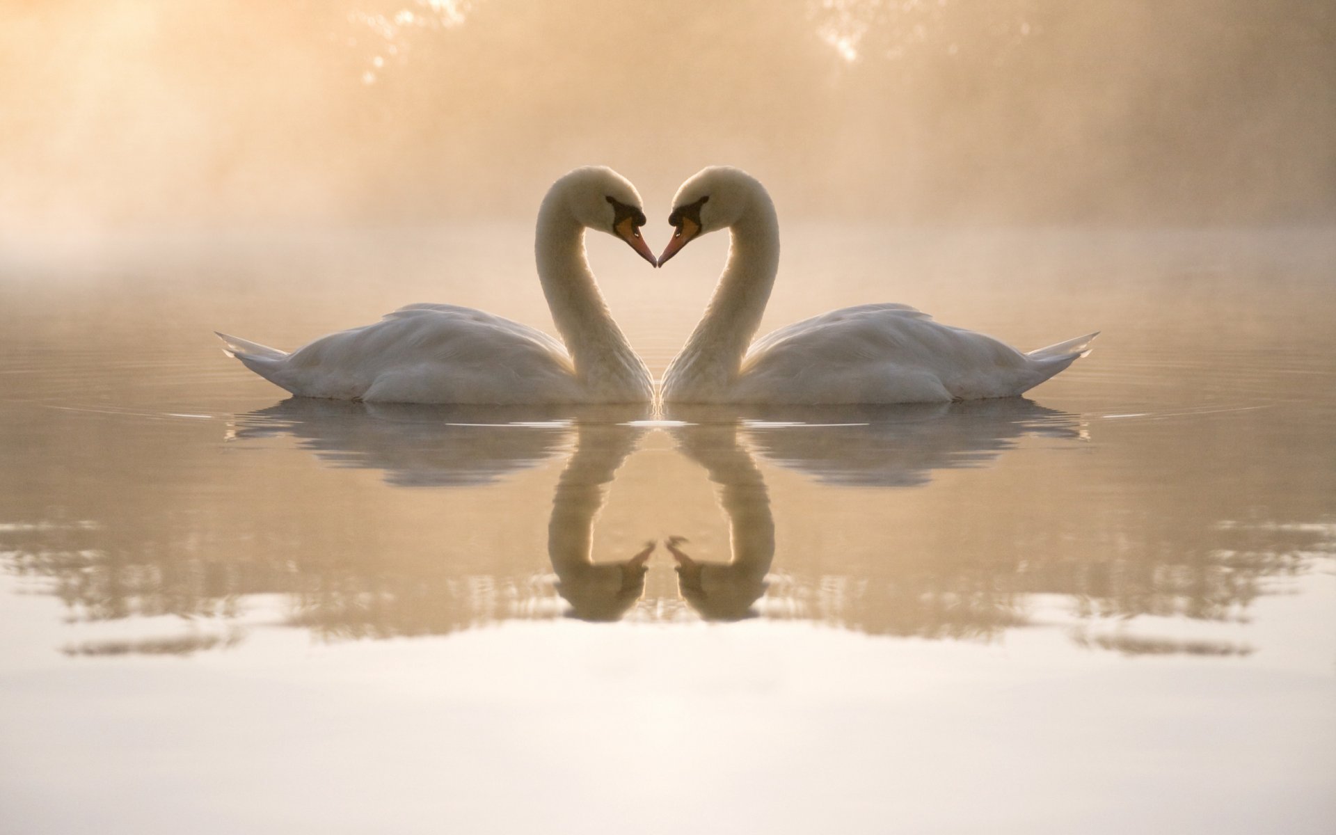 cisnes estanque agua noche niebla reflejos corazón pareja amor