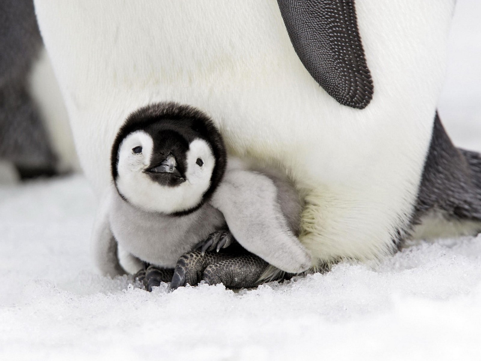 pinguino bambino uccelli