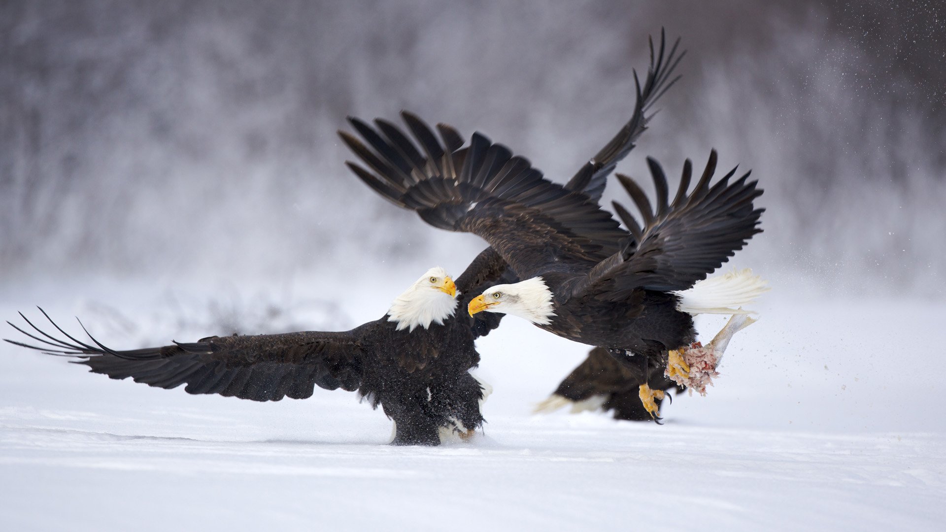 aquila uccelli animali