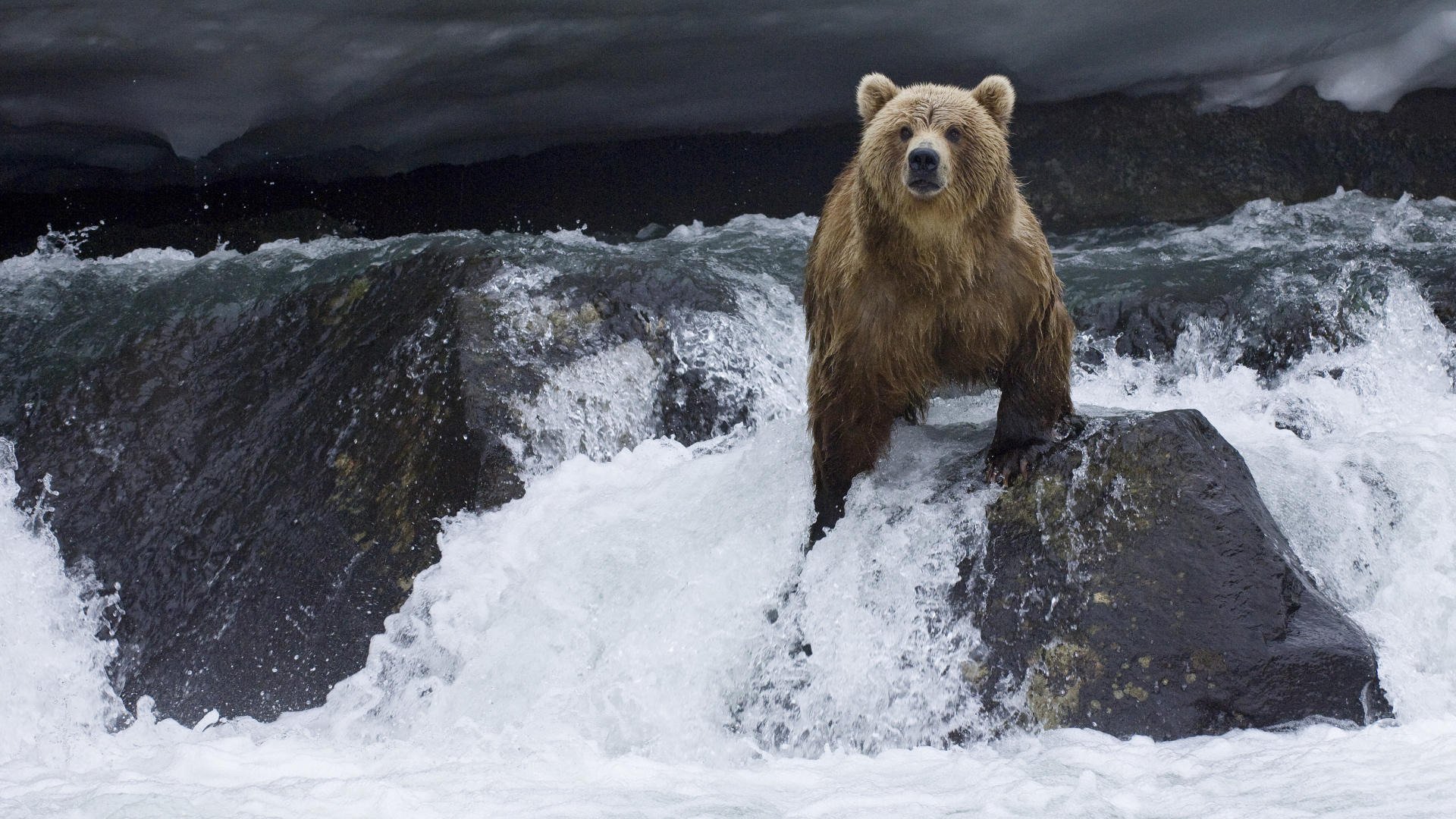 teddybär kamtschatka fluss