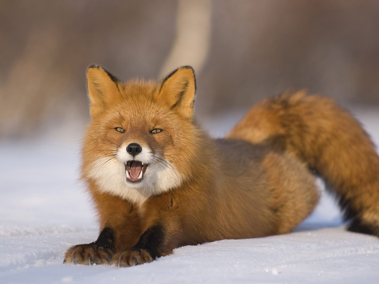 fox snow winter view sly predator