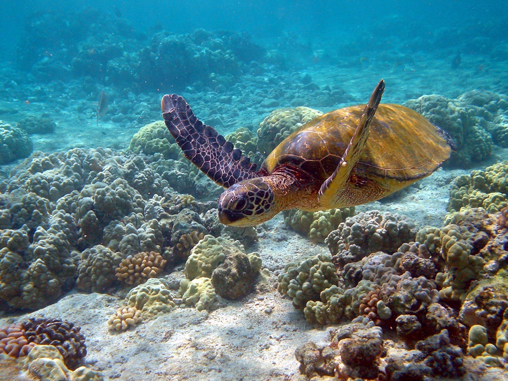 tortuga océano corales