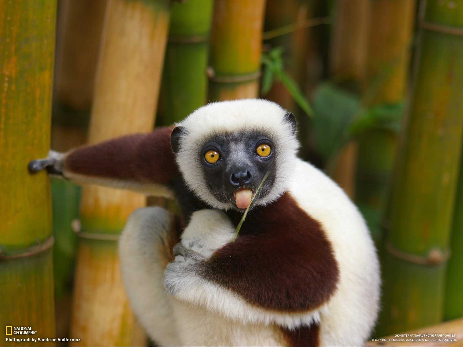 lemur zunge grashalm