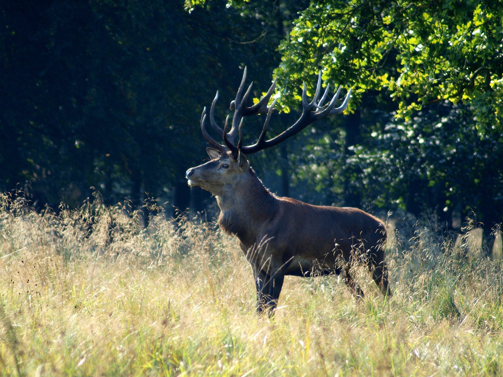 forêt vivaces yeux