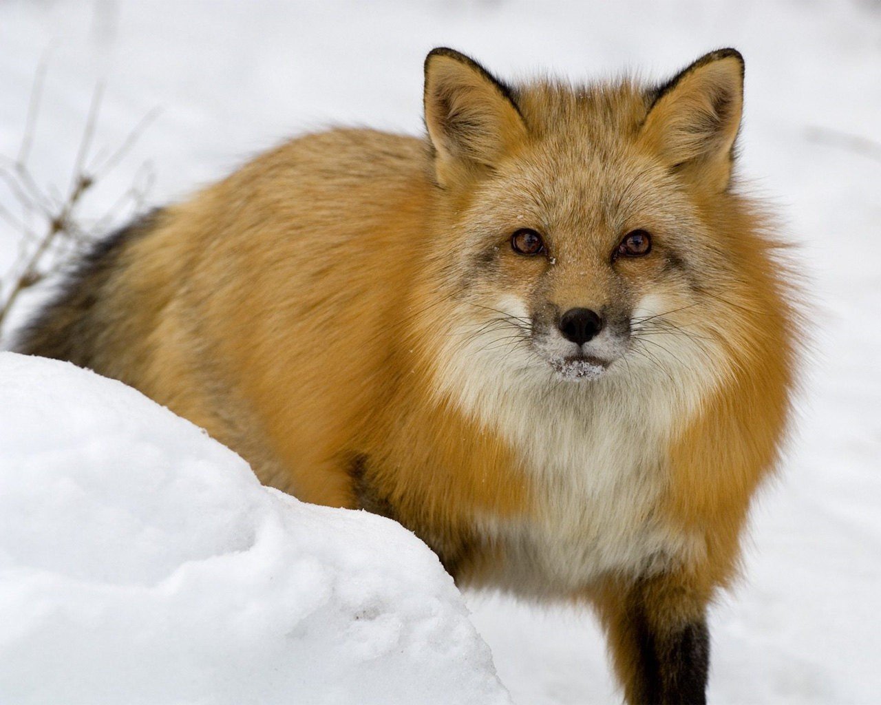 zorro invierno nieve