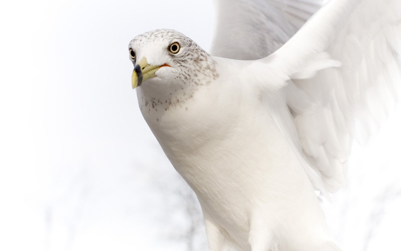 blue white beak wings wag