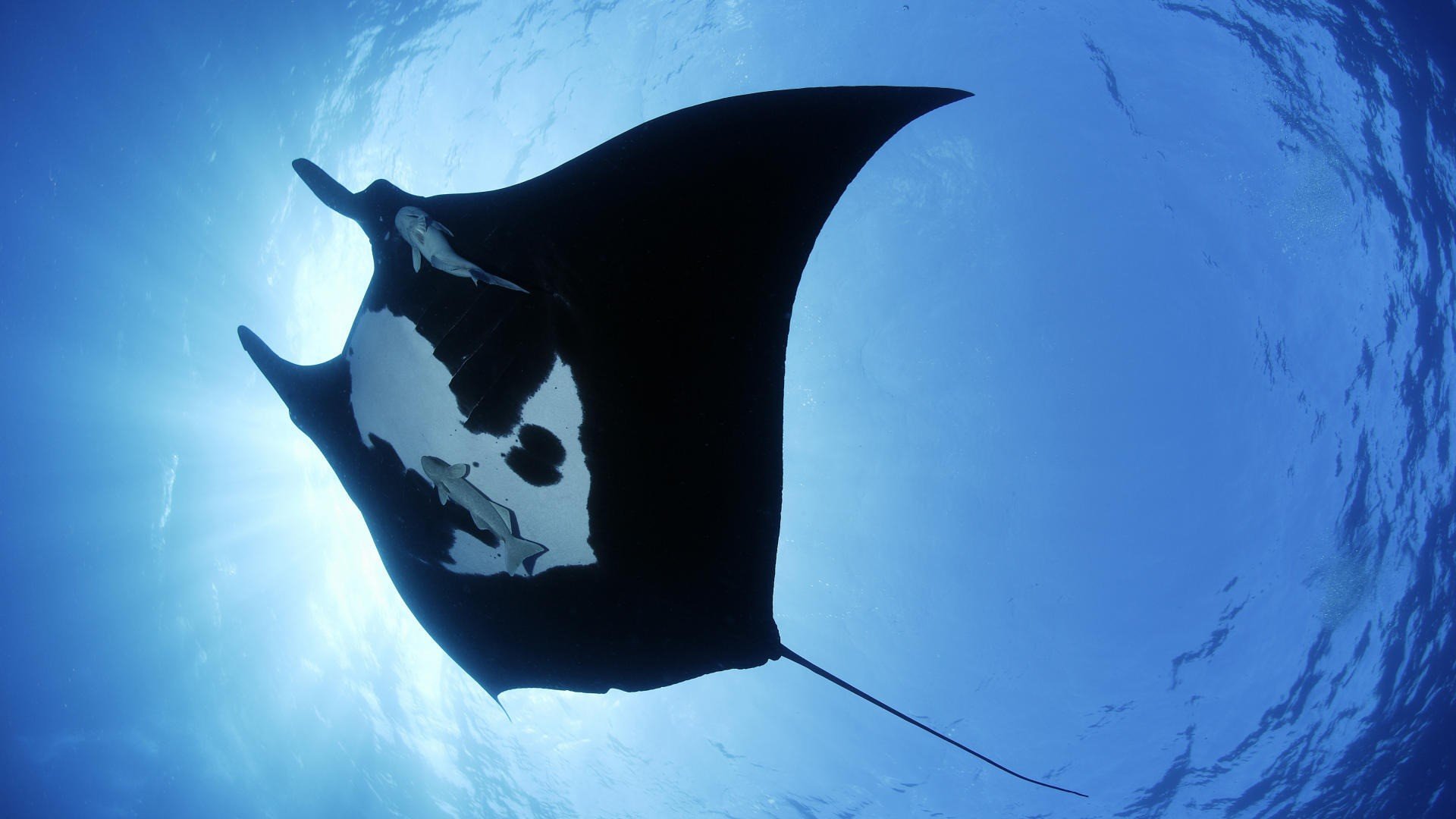 sous-marin monde géants