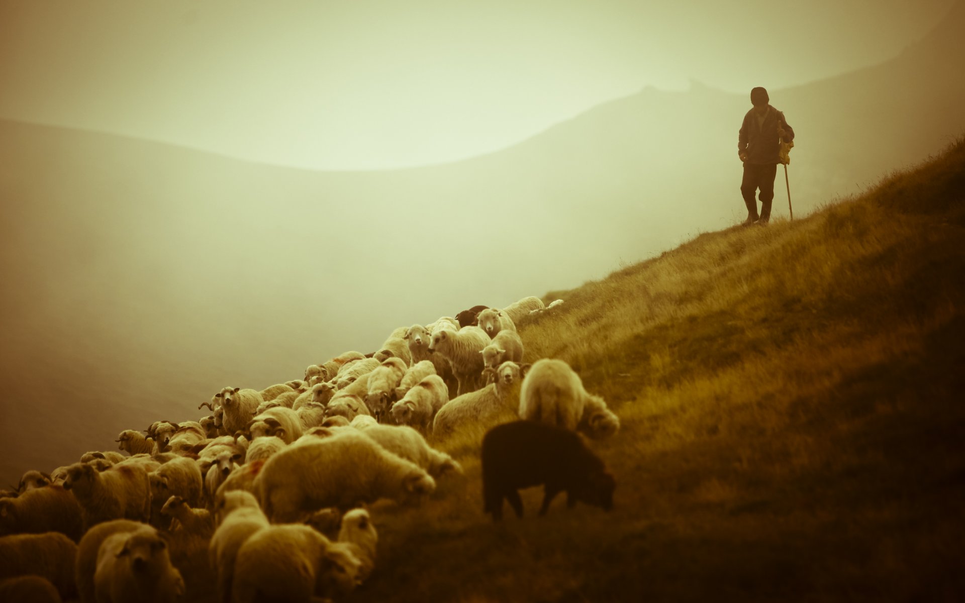 landscapes animals sheep shepherd sheep shepherd shepherd mountains beauty