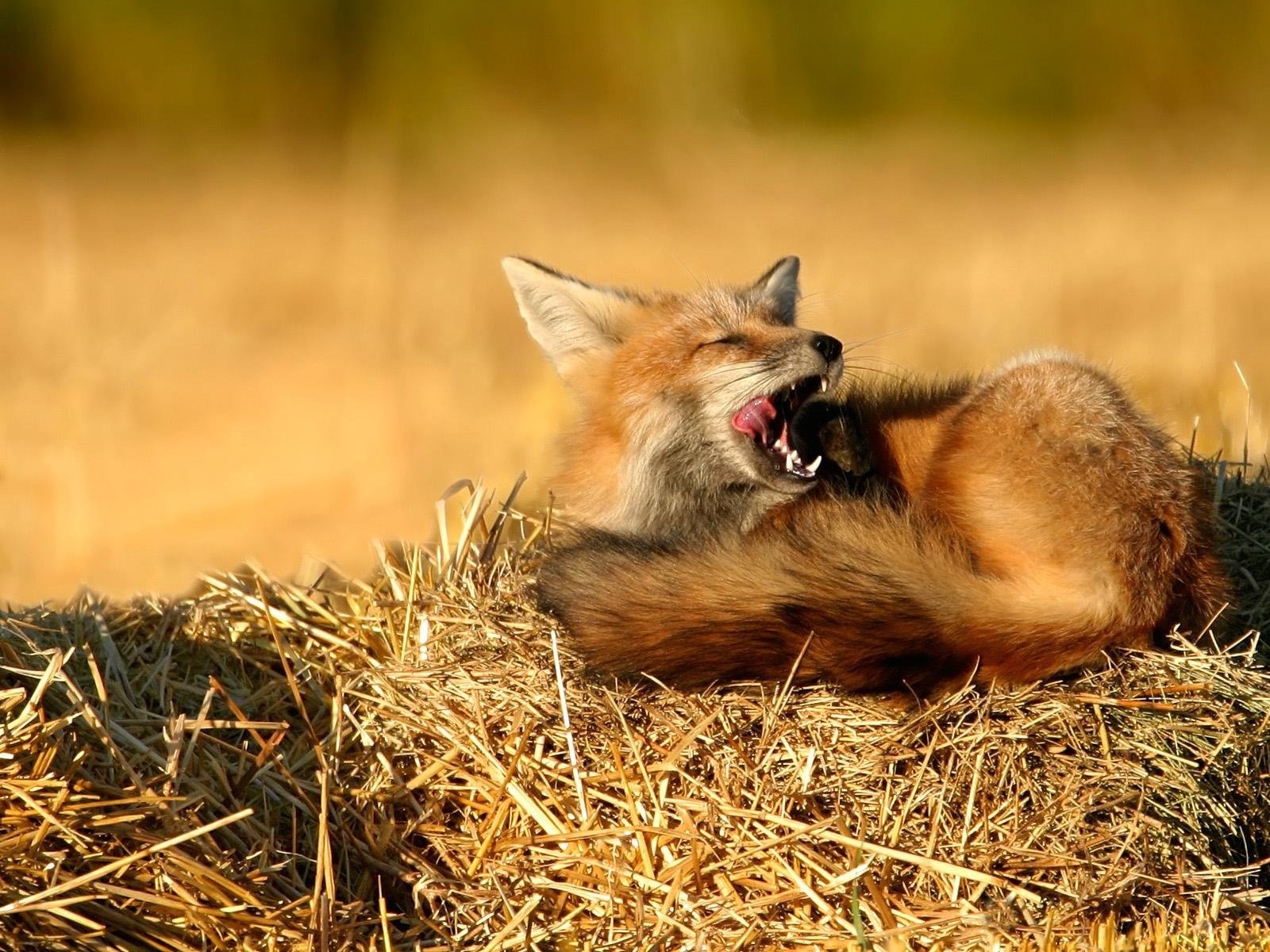 fuchs heu stroh natur ruhe schlafen