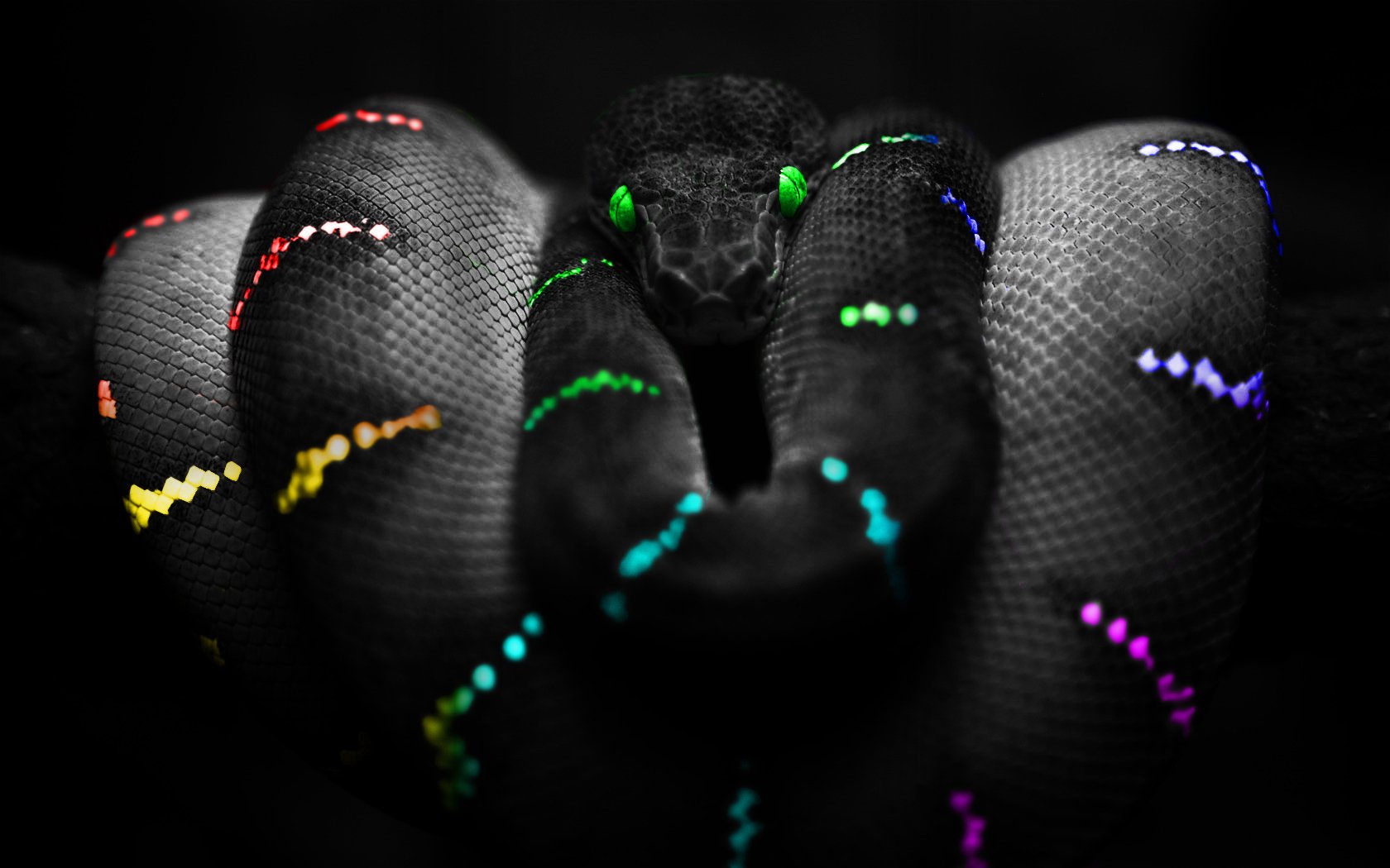 serpent de couleur serpent couleurs