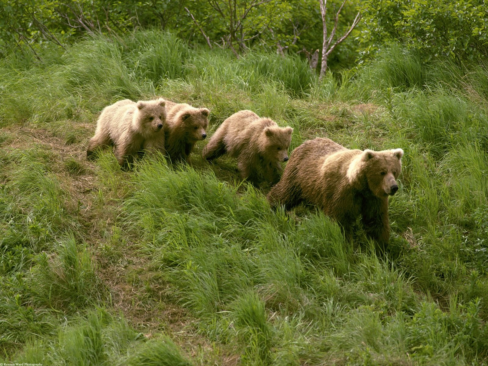 bears four grass alaska