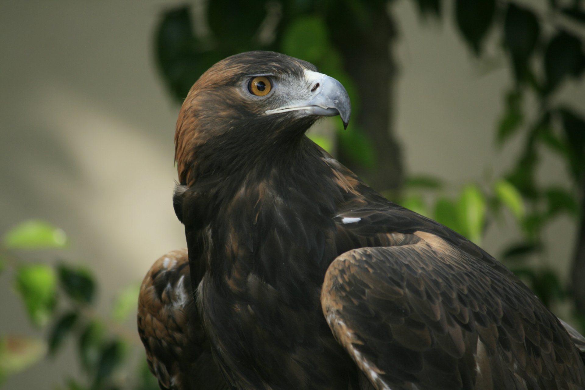 águila vista pico