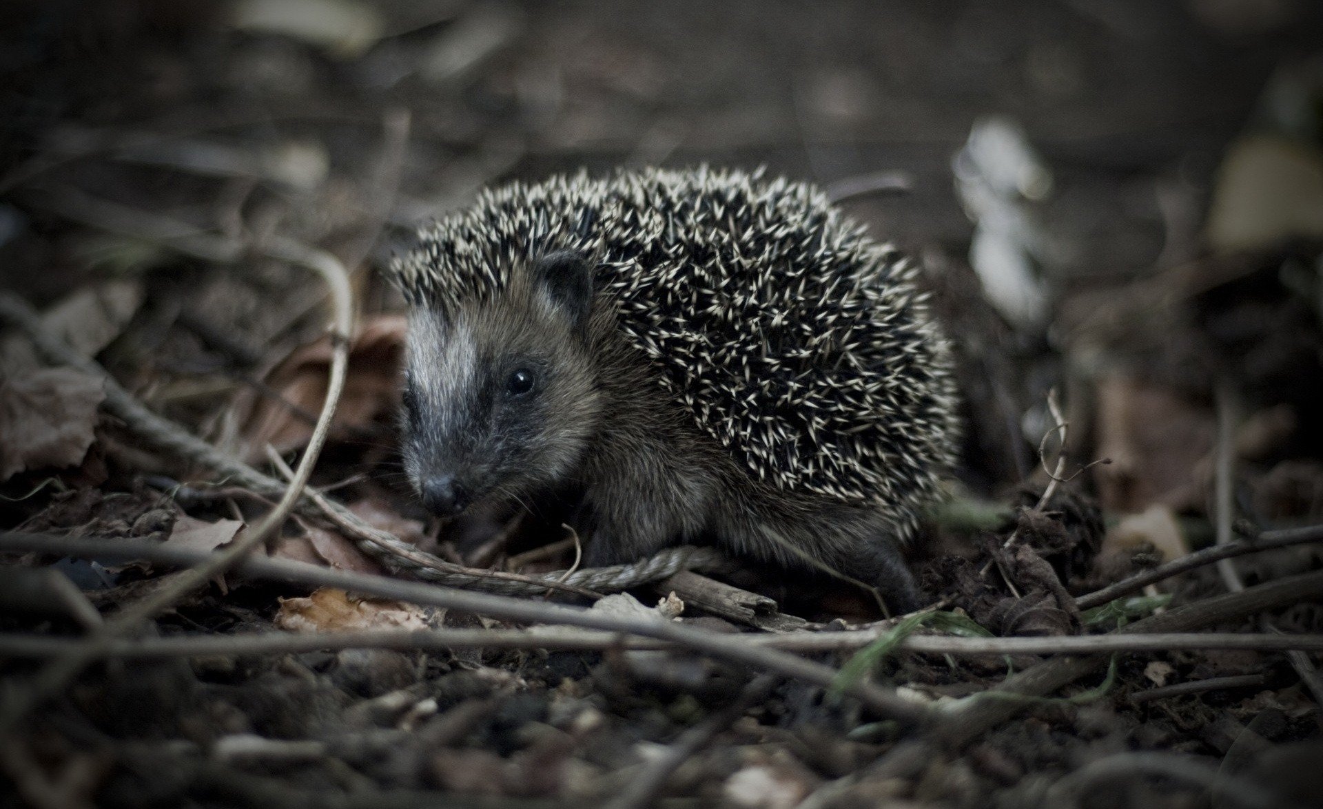 hedgehog view close up black and white gra