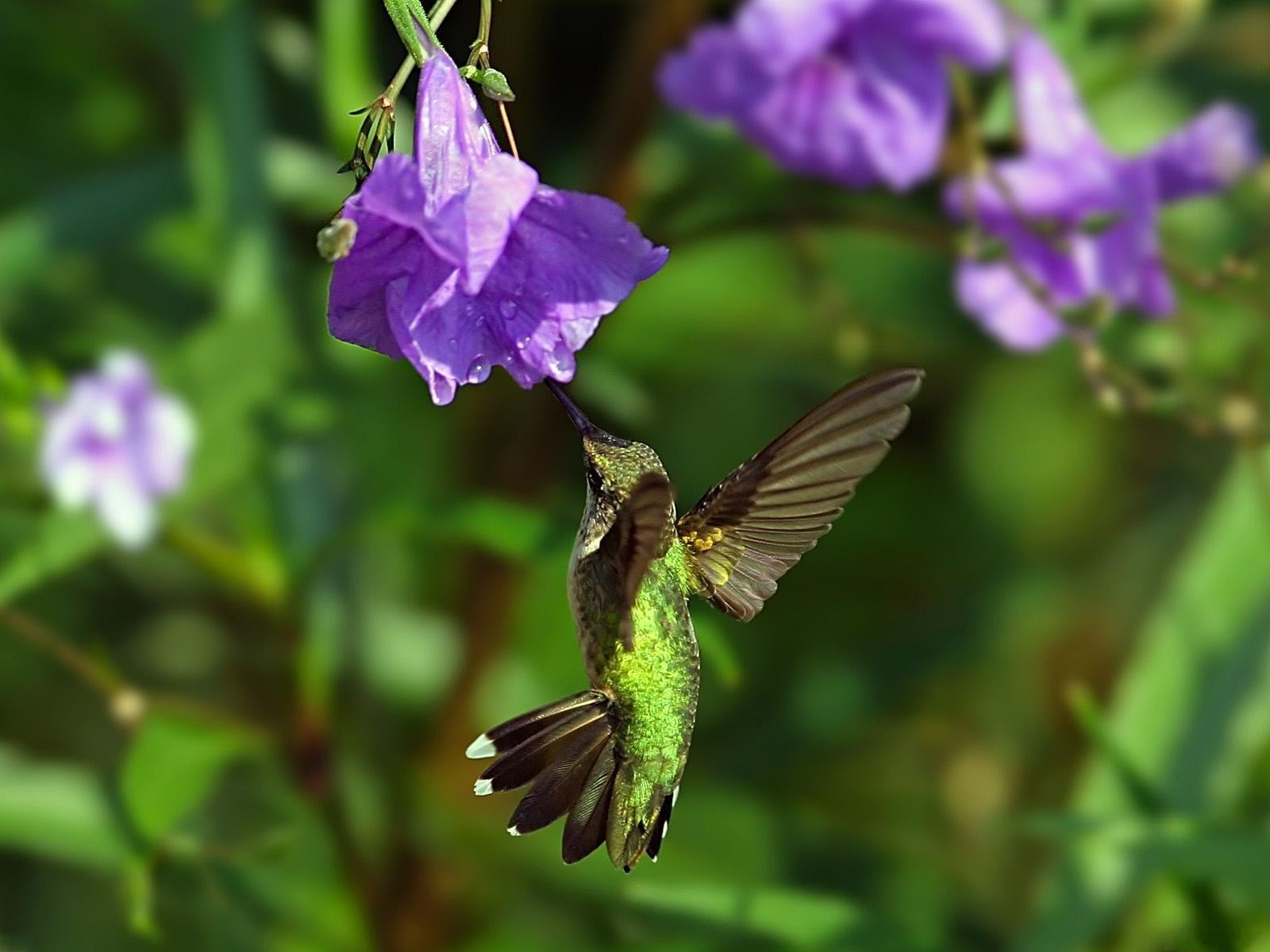 kolibri blume fliegen flügel vogel