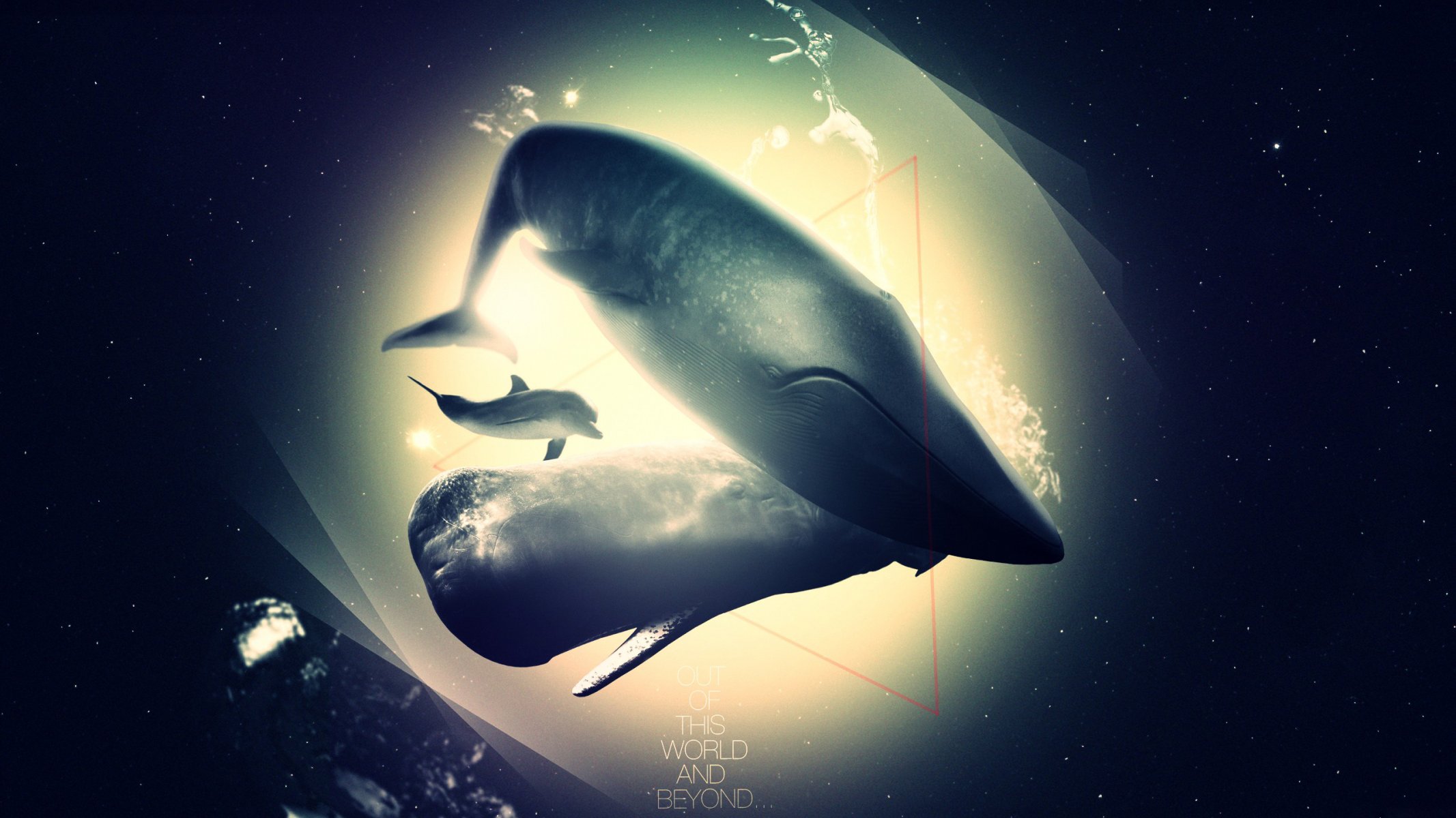 whale dolphin aby