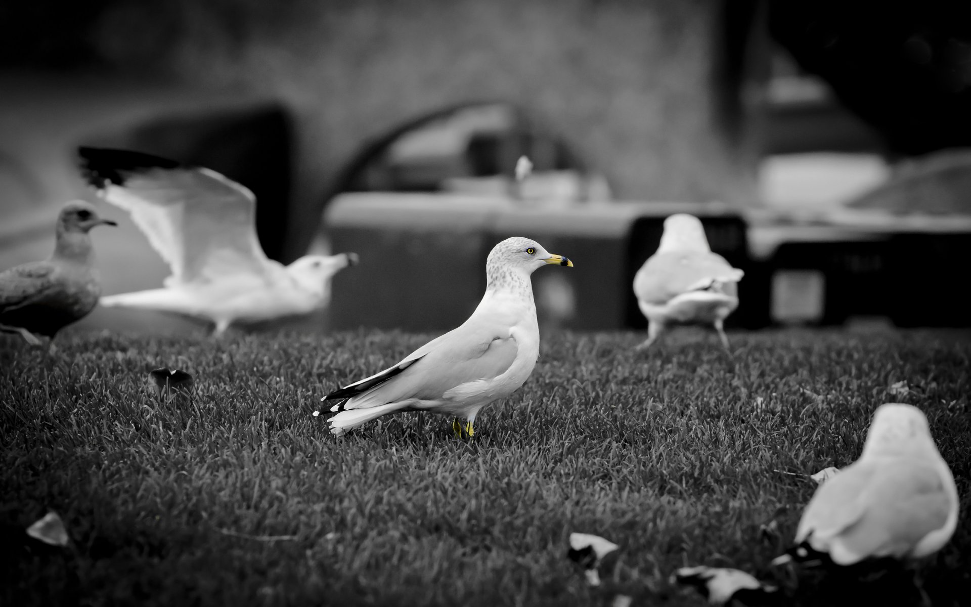 mouettes bec b / w