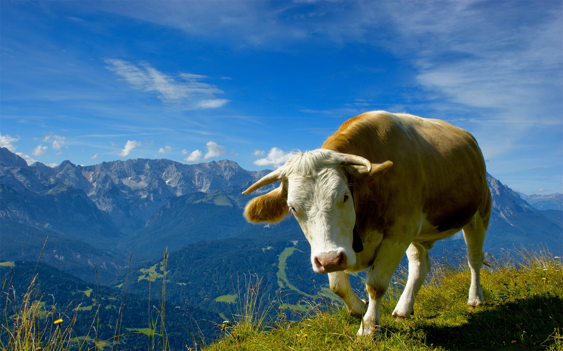 animals cow bulls mountain grass photo of animals sky flower nature views landscape