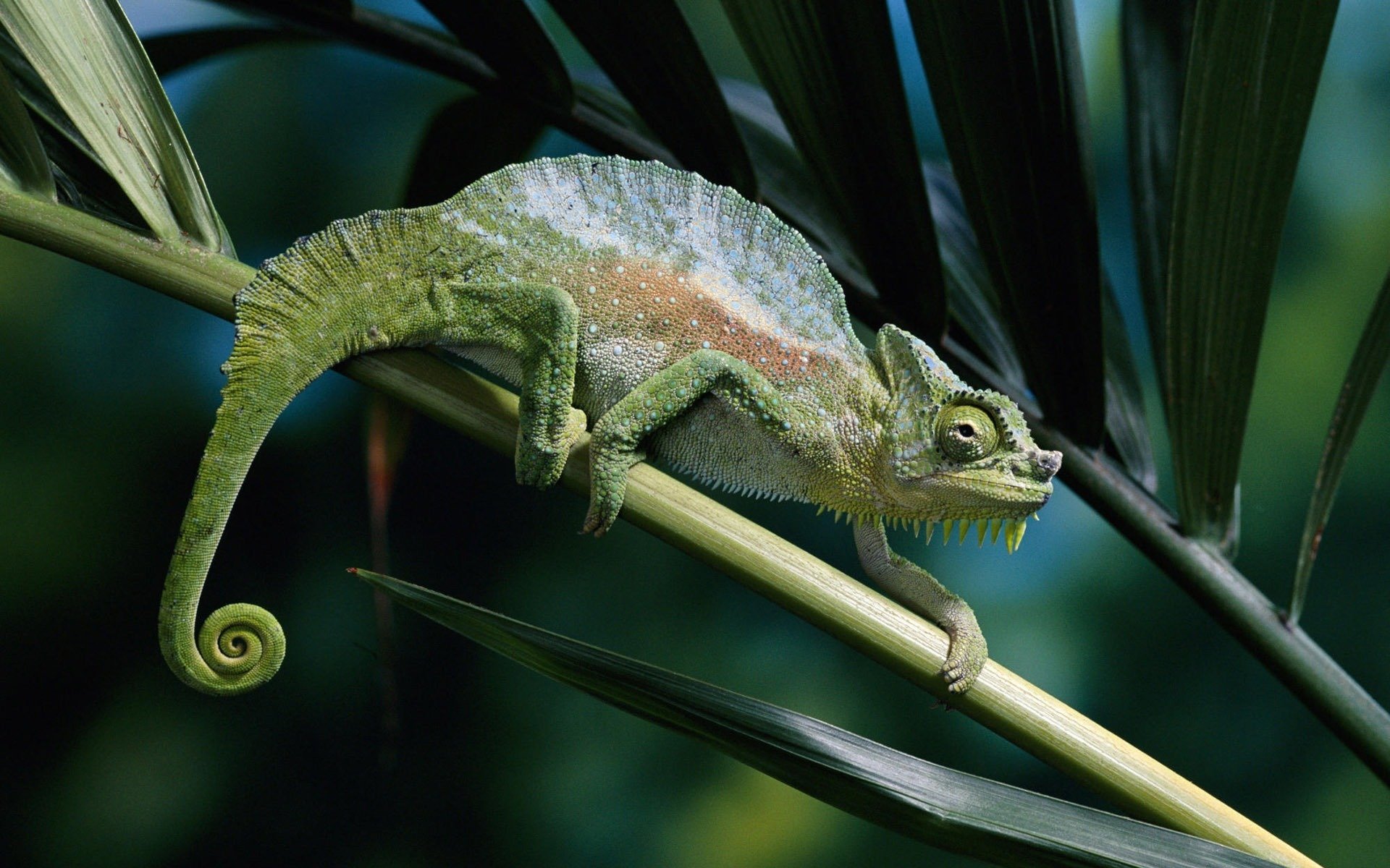 chameleon green on a branch