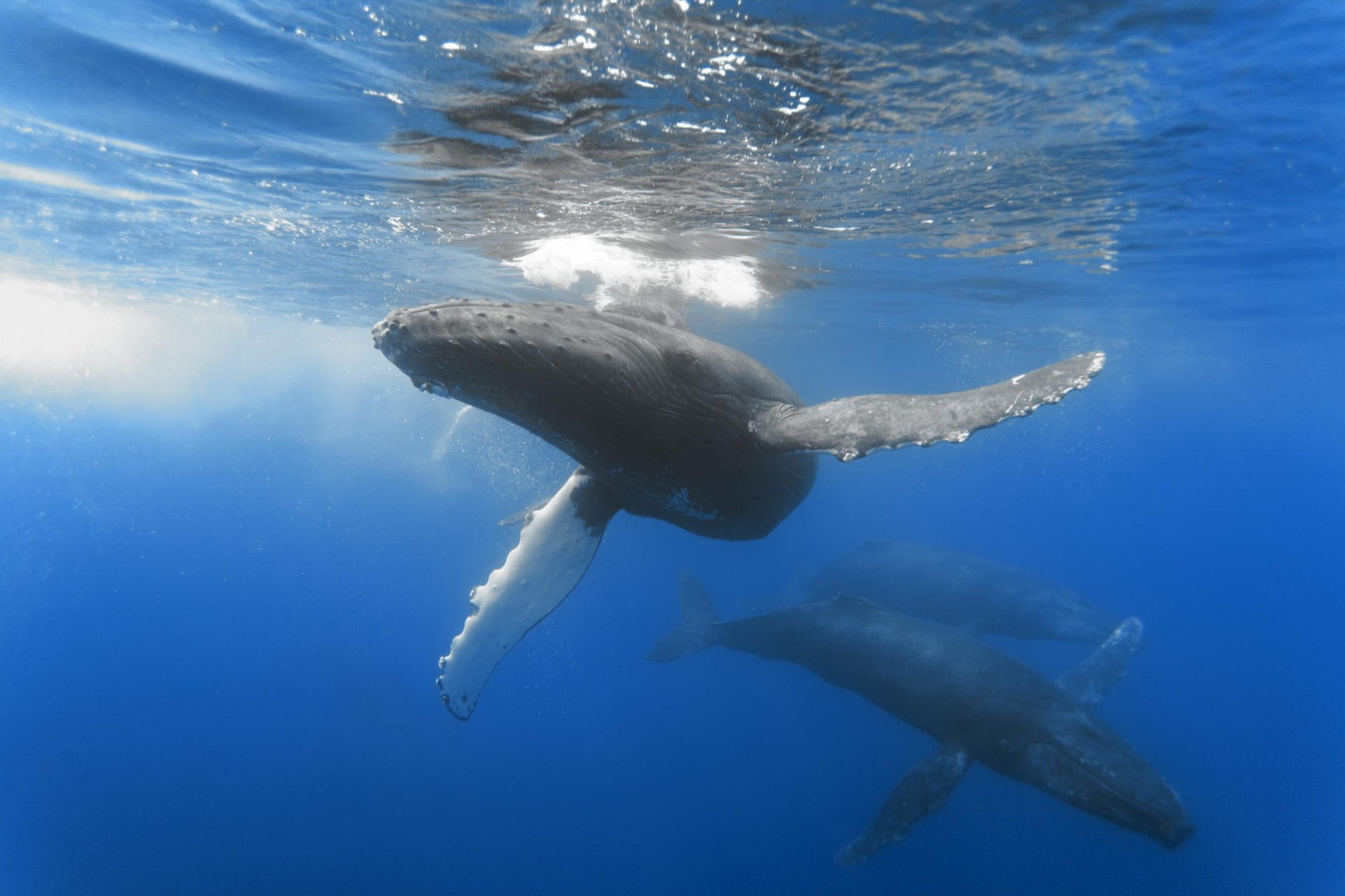 océan baleines étendue profondeur taille