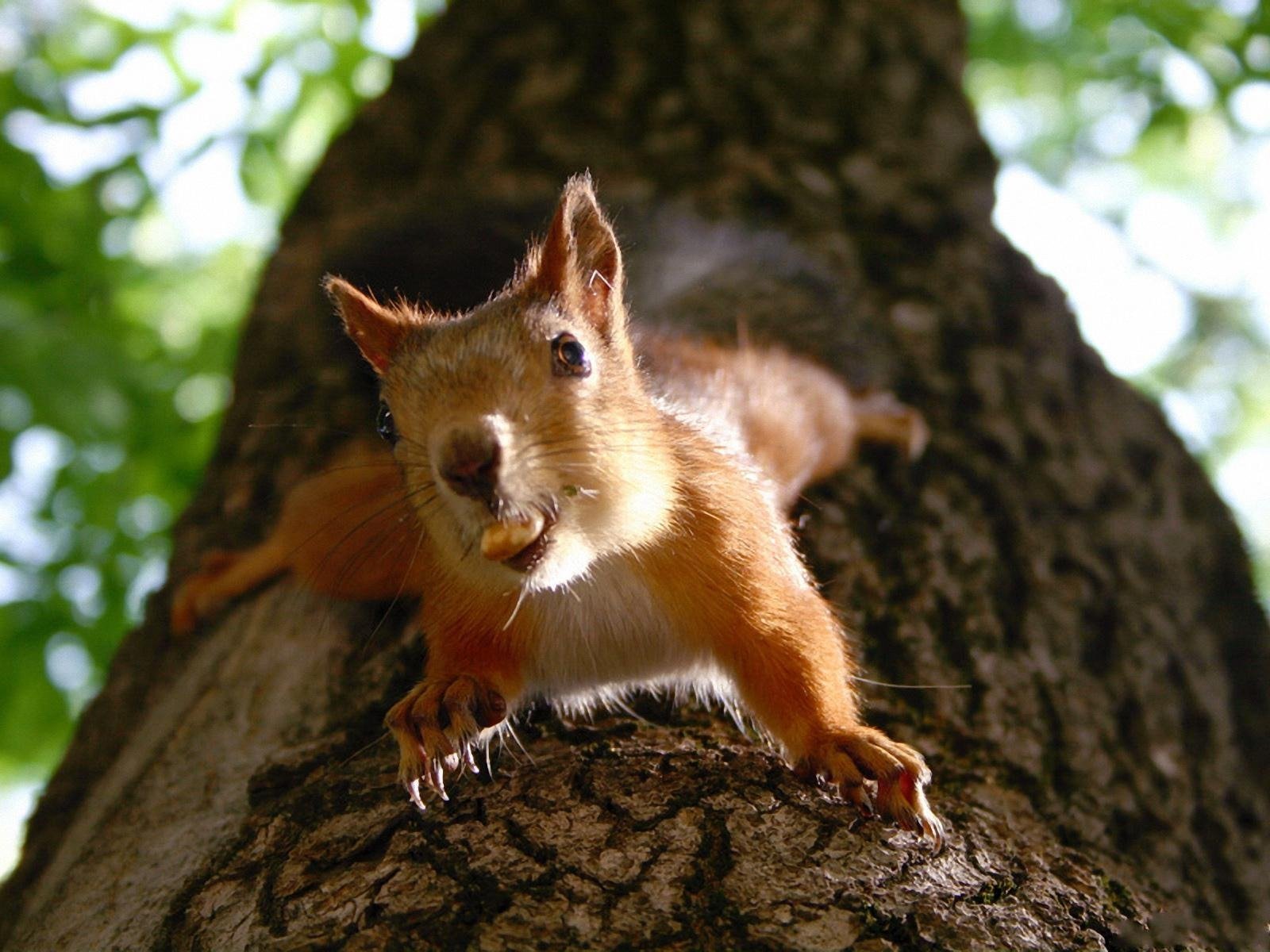 ein eichhörnchen ein baum ein stamm etwas in den zähnen