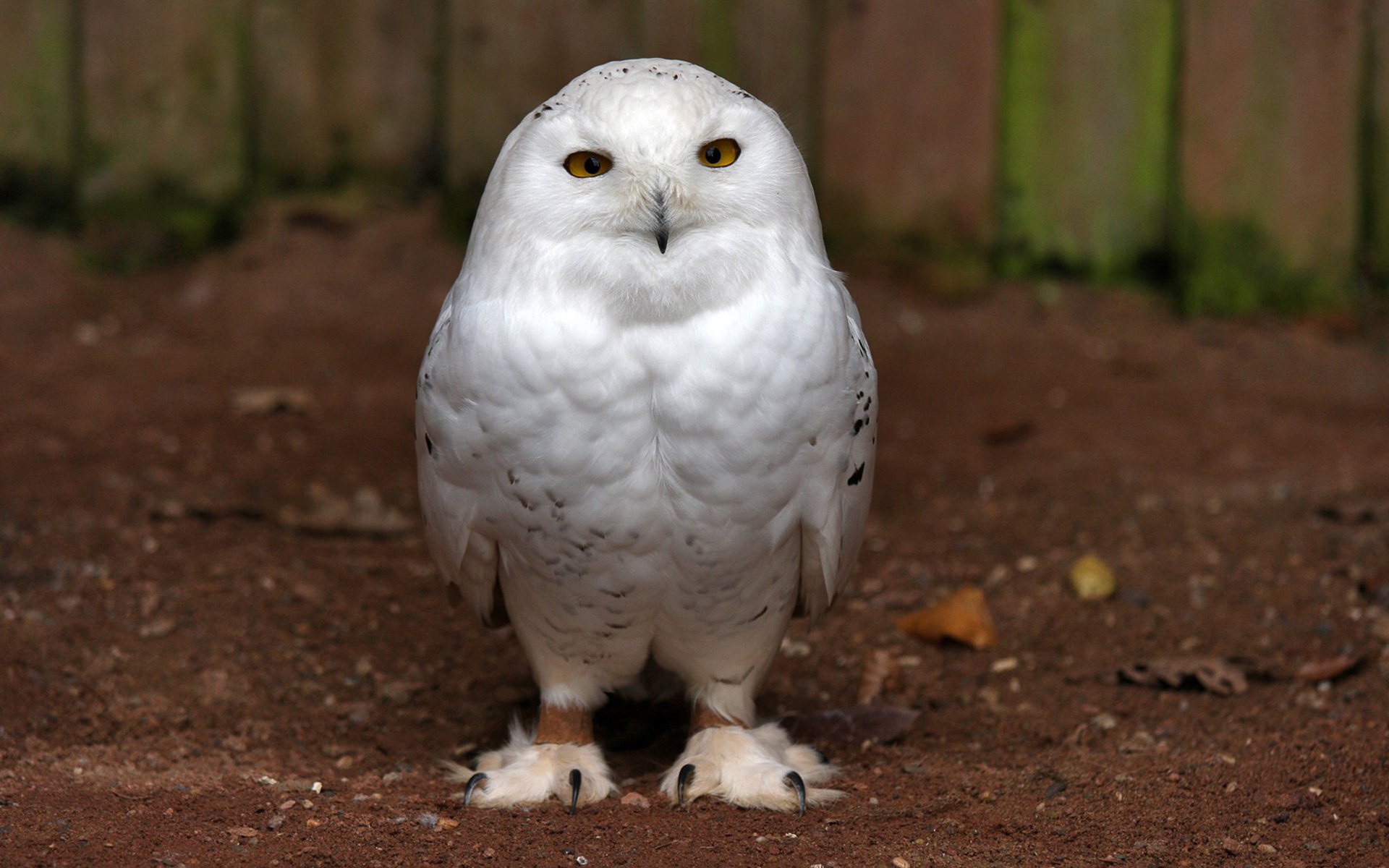 pájaro búho tierra