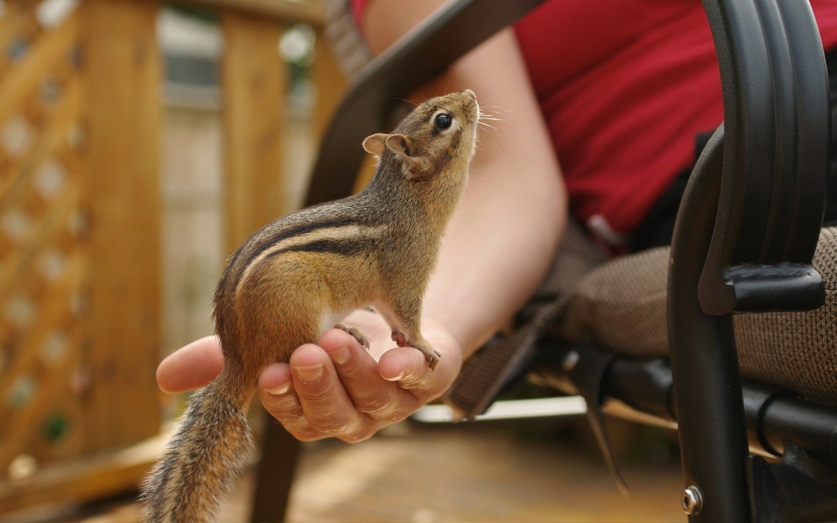 hand streifenhörnchen augen nase